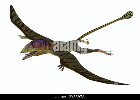 Peteinosaurus war eine kleine fleischfressende Flugsaurier aus der Trias und fand sich in der Nähe von Cene, Italien. Stockfoto
