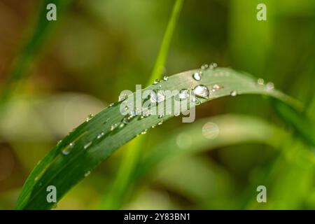 Makroaufnahme von frischen glitzernden Tautropfen auf grünem Grasblatt Stockfoto