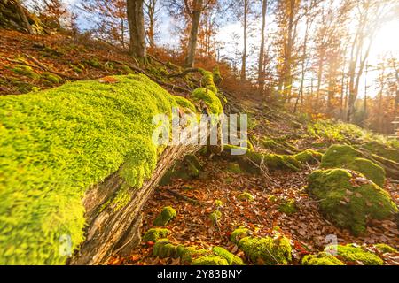 Nahaufnahme von moosbedeckten Baumstämmen im herbstlichen Wald bei Sonnenuntergang Stockfoto
