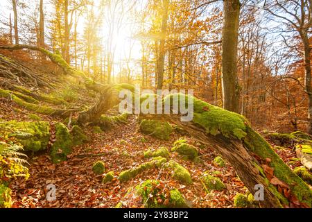 Moosbedeckter Baumstamm im herbstlichen Wald bei Sonnenuntergang Stockfoto