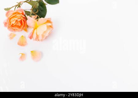 Leuchtende orangene Rosen mit verstreuten fallenden Blütenblättern schaffen eine weiche, romantische flache Lage. Die warmen Orangetöne und die zarten Blütenblätter sind perfekt Stockfoto