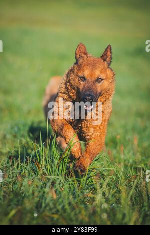 Alter Deutscher Schäferhund (Westerwälder Kuhhhund) Stockfoto