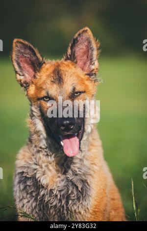 Alter Deutscher Schäferhund (Westerwälder Kuhhhund) Stockfoto