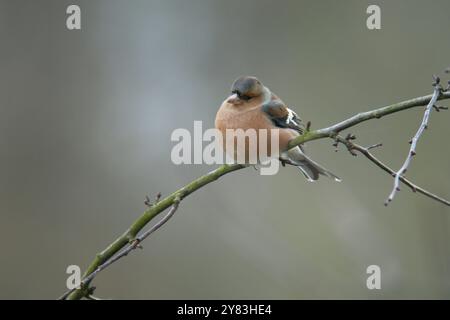 Ein junger männlicher Chaffinch, Fringilla Coelebs, der auf einem Zweig sitzt. Stockfoto