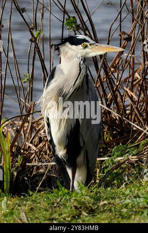 Ein ausgewachsener Graureiher, der auf einem Bein steht, mit dem Rücken zu einem lokalen Teich. Gut fokussiert mit guten Details seiner Augen, Schnabel und Frontfedern. Stockfoto