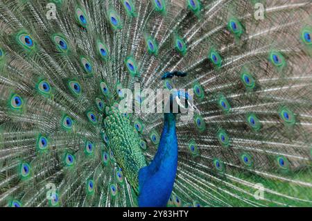 Männlicher Pfau in voller Darstellung. Stockfoto