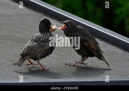 Hungrige Jungstarne, die von Mama gefüttert werden. Gut fokussiert und auf ein Garagendach gesetzt. Stockfoto