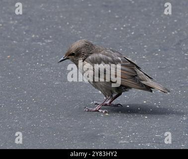 Frisch gebliebene Starlinge warten darauf, dass die Mutter sie ernährt. Stockfoto