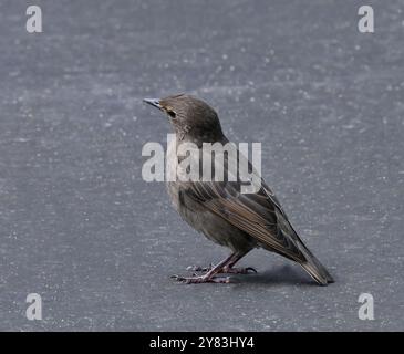 Frisch gebliebene Starlinge warten darauf, dass die Mutter sie ernährt. Stockfoto