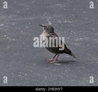 Frisch gebliebene Starlinge warten darauf, dass die Mutter sie ernährt. Stockfoto