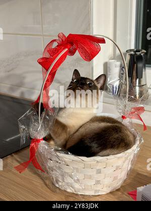 Die neugierige siamesische Katze sitzt bequem in einem dekorativen weißen Korb, der mit einem großen roten Band verziert ist, und blickt mit Interesse nach oben. Reinrassiges Haustier Stockfoto