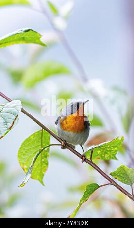 Flammkehle (Oreothlypis gutturalis) aus Costa Rica Stockfoto