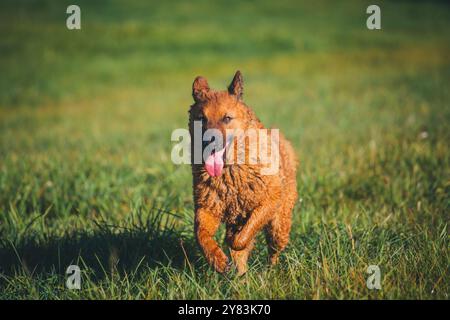Alter Deutscher Schäferhund (Westerwälder Kuhhhund) Stockfoto