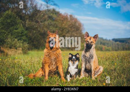 Drei Hunde (Westerwälder Kuhhund & Sheltie) Stockfoto