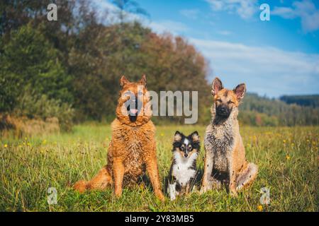 Drei Hunde (Westerwälder Kuhhund & Sheltie) Stockfoto