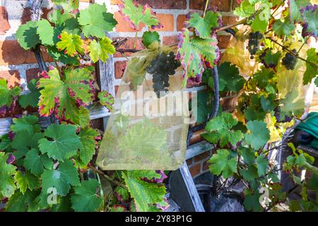 Weinrebe auf einer alten Ziegelsteinmauer mit Trauben in Schutzgaze-Säcken, um sie vor Vögeln und Insektenschädlingen wie Wespen und Essigfliegen zu schützen, sele Stockfoto