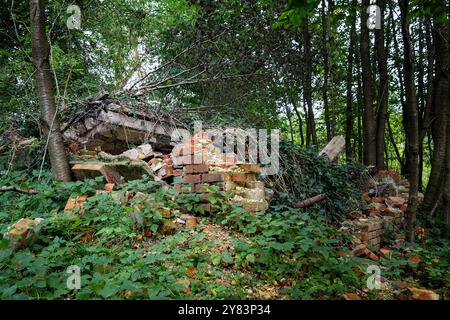 Eingestürztes Backsteinhaus als Ruine im Wald, bewachsen mit Efeu und anderen Pflanzen, verlorener Platz in der ehemaligen Maurinenmühle bei Carlow in Deutschland, Kopie Stockfoto