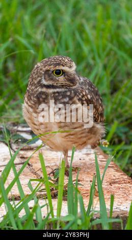 Grabungulle (Athene cunicularia) in Iguazu, Argentinien Stockfoto