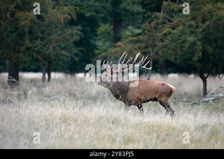 Ein Rothirsch (Cervus elaphus) in der Brunstzeit, stehend auf Gras mit Bäumen dahinter, nach links gerichtet und rufend Stockfoto