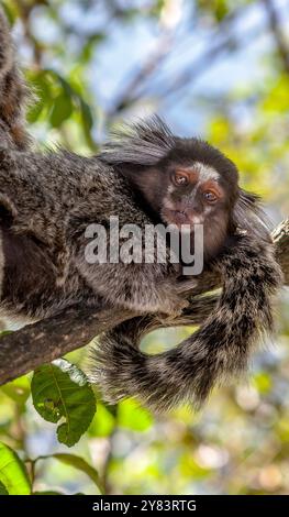 Ein schwarz getuftetes Murmeltier (Callithrix penicillata), das auf einem Ast thront, Corcovado, Rio de Janeiro, Brasilien Stockfoto