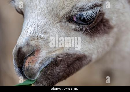 Lange weiße Wimpern eines jungen Lama im Inka-Garten bei Yumani, Isla del Sol, Titicacasee, Bolivien Stockfoto