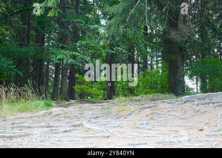 Markierte Route durch grünen Wald im Poiana Brasov Resort, Rumänien. Naturlandschaft mit hohen Bäumen und komplizierten langen Wurzeln auf dem Boden. Stockfoto