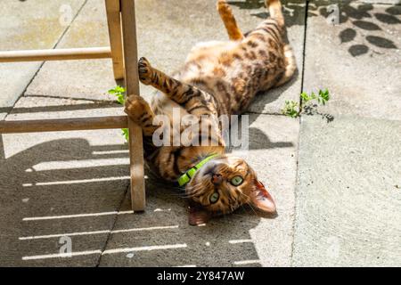 Bengalische Katze auf dem Rücken, spielt mit Stuhlbein im Sonnenlicht, genießt Wohlbefinden, Haustierpflegekonzept Stockfoto