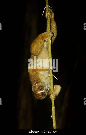 Philippine oder Bornean Slow Loris - Nycticebus menagensis philippinus coucang ist ein Strepsirrinenprimat, der im Norden und Osten von Borneo und in Th beheimatet ist Stockfoto