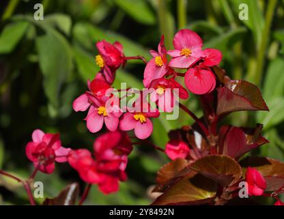 Ein Red Bronze Leaf Begonia, ein Wachs Begonia, bekannt dafür, volle Sonne zu tolerieren, blüht in einem sonnigen Garten. Stockfoto