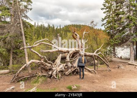 Unglaubliche Naturaussichten am Pyramid Lake im Jasper National Park während des Frühlings mit toten, alten Bäumen, die in abstrakter, kühler Aussicht im Wald umgefallen sind. Stockfoto