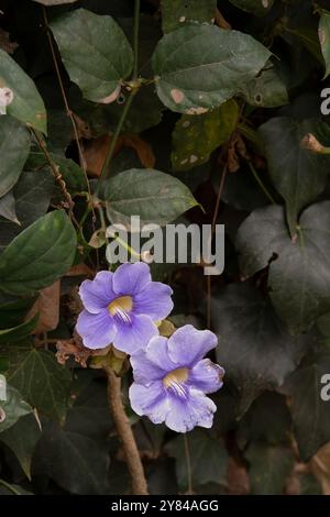 Blaue Trompete Rebe, Thunbergia grandiflora, Acanthaceae, Nairobi, Kenia, Afrika Stockfoto