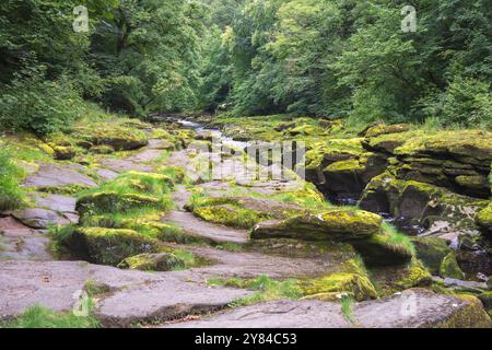 Der Strid am Fluss Wharfe im Sommer, Yorkshire, England Stockfoto