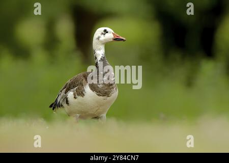 Blauer, dunkler Morph der Schneegans. Blauer Morph der Schneegänse Stockfoto