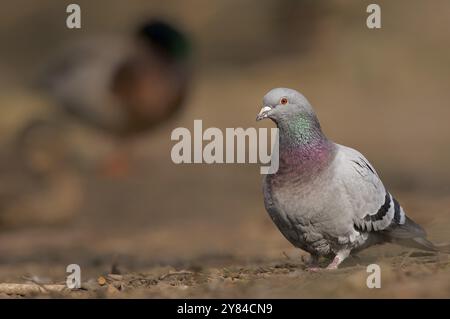 Städtetaube (Columba livia f. domestica) Stockfoto