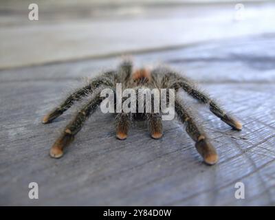 Vogelspinne Stockfoto