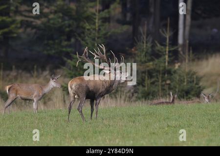 Rotwild (Cervus elaphus) in der Bruntzeit, Haupthirsch mit Hirsch in einer Waldlichtung, Wildtiere, Sauerland, Nordrhein-Westfalen, Deutschland, Europa Stockfoto