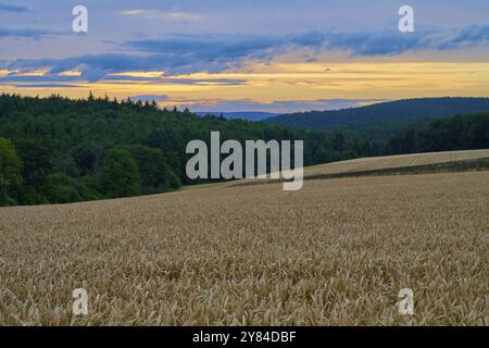 Ein Weizenfeld (Triticum), im Vordergrund, umgeben von Wald unter einem Abendhimmel mit Wolken und Dämmerung, Sommer, Grossheubach, Miltenberg, Spessar Stockfoto