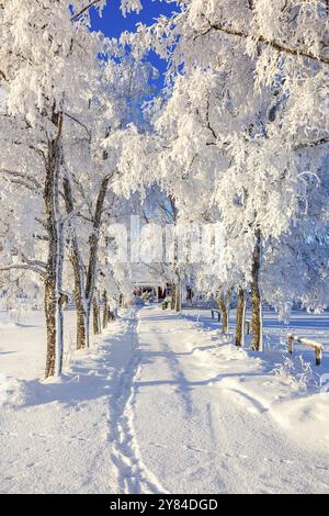 Von Bäumen gesäumter Pfad mit frostigen Bäumen zu einem roten Häuschen in einer winterlichen Landschaft ein sonniger Wintertag, Schweden, Europa Stockfoto