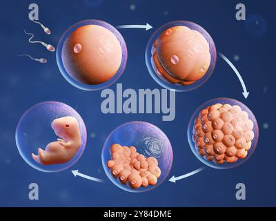 Menschliche Befruchtung und Embryonalentwicklung. Digitale Illustration, 3D-Rendering. Stockfoto