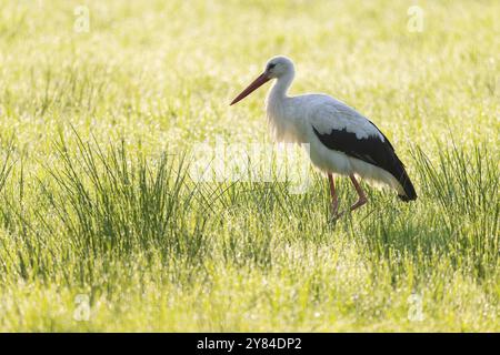 Weißstorch (Ciconia ciconia), der am frühen Morgen auf einer Wiese auf der Suche ist, Tauperlen auf dem Gras, Niedersachsen, Deutschland, Europa Stockfoto