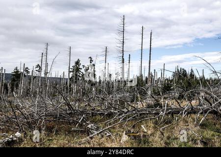 Baumsterblichkeit im Harz. Tote Kiefern im Nationalpark Harz, Torfhaus, 29.09.2024, Torfhaus, Niedersachsen, Deutschland, Europa Stockfoto