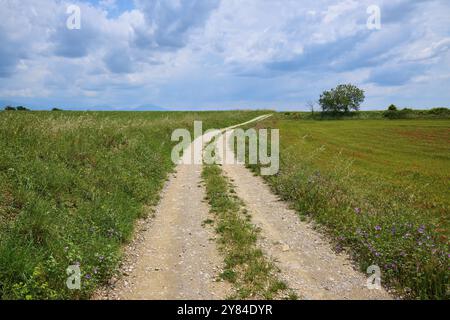 Ein Landweg führt durch blühende Wiesen unter Wolkenhimmel, Valensole, Alpes-de-Haute-Provence, Provence-Alpes-Cote d'Azur, Frankreich, Europa Stockfoto