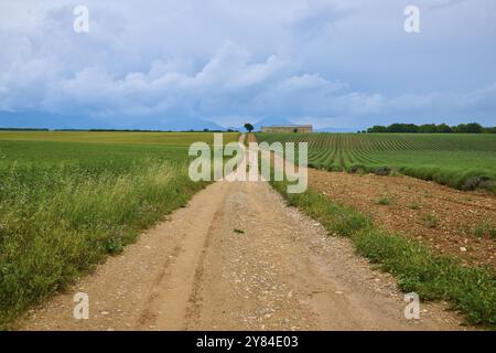 Feldweg führt durch eine ländliche Gegend mit Lavendelfeldern (Lavandula), Wiesen, im Hintergrund ein Landhaus und ein bewölkter Himmel, Sommer, Valensole Stockfoto