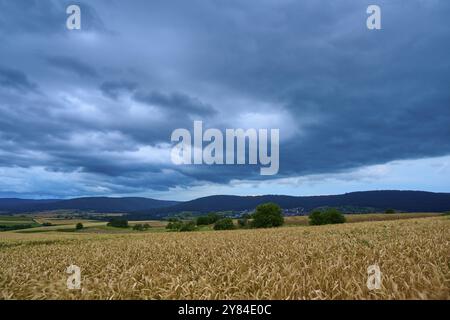 Weites Weizenfeld (Triticum), vor hügeliger Landschaft unter bewölktem Himmel in der Abenddämmerung, Sommer, Mönchberg, Miltenberg, Spessart, Bayern, Deutschland, Eur Stockfoto