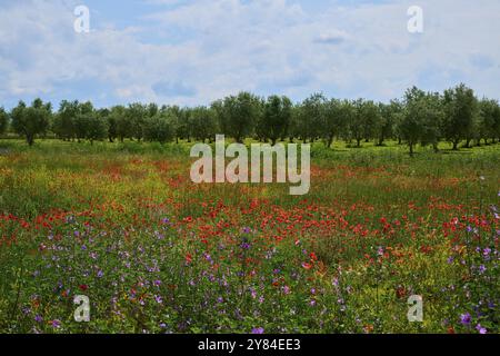 Blumenwiese mit Mohn (Papaver) und Salbei (Salvia), leicht bedecktem Himmel und Olivenbäumen im Hintergrund, Sommer, Valensole, Alpes-de-Haute-PR Stockfoto