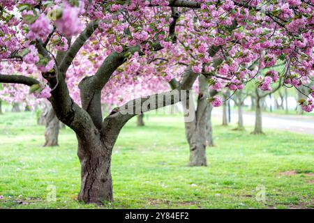 WASHINGTON DC, USA – die Kirschbäume von Kwanzan/Kanzan zeigen ihre unverwechselbaren, doppelt rosa Blüten im East Potomac Park. Diese Zierkirschen, bekannt für ihre spätere Blüte als die berühmten Yoshino-Kirschen, schaffen dramatische Darstellungen von tiefrosa Blüten. Die Kwanzan-Kirschen verlängern die Kirschblüte Washingtons über die Blüte des Gezeitenbeckens hinaus. Stockfoto