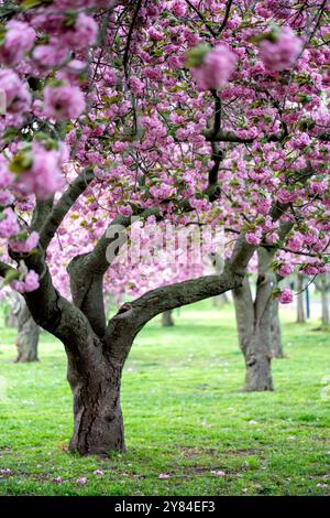 WASHINGTON DC, USA – die Kirschbäume von Kwanzan/Kanzan zeigen ihre unverwechselbaren, doppelt rosa Blüten im East Potomac Park. Diese Zierkirschen, bekannt für ihre spätere Blüte als die berühmten Yoshino-Kirschen, schaffen dramatische Darstellungen von tiefrosa Blüten. Die Kwanzan-Kirschen verlängern die Kirschblüte Washingtons über die Blüte des Gezeitenbeckens hinaus. Stockfoto