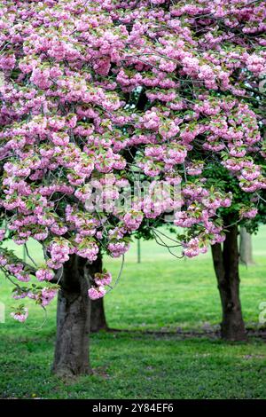 WASHINGTON DC, USA – die Kirschbäume von Kwanzan/Kanzan zeigen ihre unverwechselbaren, doppelt rosa Blüten im East Potomac Park. Diese Zierkirschen, bekannt für ihre spätere Blüte als die berühmten Yoshino-Kirschen, schaffen dramatische Darstellungen von tiefrosa Blüten. Die Kwanzan-Kirschen verlängern die Kirschblüte Washingtons über die Blüte des Gezeitenbeckens hinaus. Stockfoto