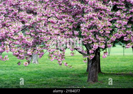 WASHINGTON DC, USA – die Kirschbäume von Kwanzan/Kanzan zeigen ihre unverwechselbaren, doppelt rosa Blüten im East Potomac Park. Diese Zierkirschen, bekannt für ihre spätere Blüte als die berühmten Yoshino-Kirschen, schaffen dramatische Darstellungen von tiefrosa Blüten. Die Kwanzan-Kirschen verlängern die Kirschblüte Washingtons über die Blüte des Gezeitenbeckens hinaus. Stockfoto