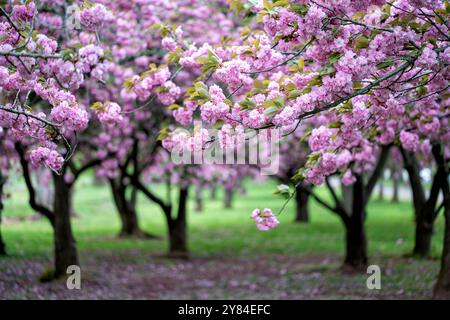 Kwanzan-Kirschblüten im East Potomac Park in Washington DC | WASHINGTON DC, Vereinigte Staaten — Tiefrosa Kwanzan-Kirschblüten gruppieren sich entlang der Äste eines Hains im East Potomac Park. Diese doppelblättrige Zierkirschsorte, die in großer Zahl rund um den Hains Point gepflanzt wurde, blüht etwa zwei Wochen nach den Yoshino-Kirschen des Tidal Basin und verlängert damit die Frühlingsblütezeit von Washington. Stockfoto